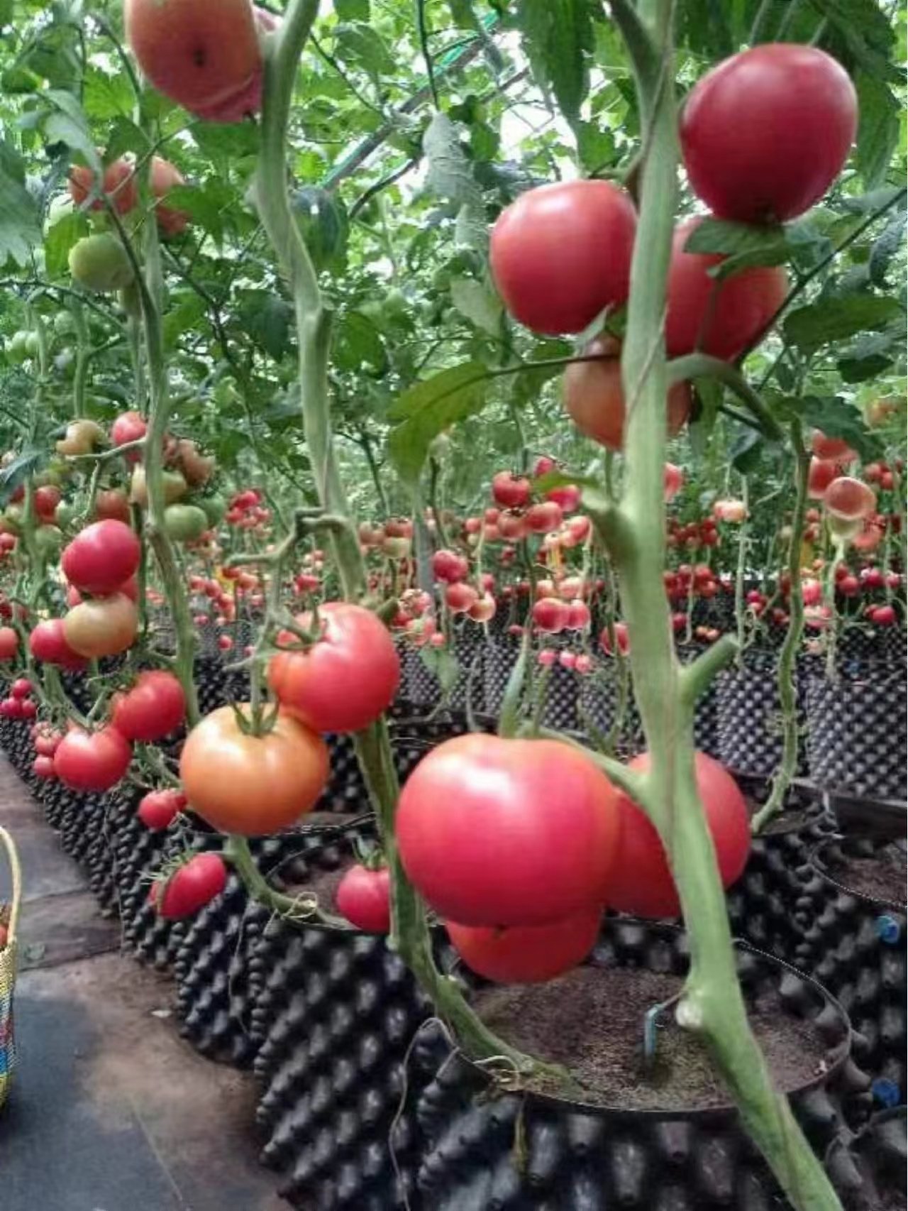 金多多农场苹果版芭芭农场水果成熟后选择不兑换会保留多久-第2张图片-太平洋在线下载 金多多农场苹果版芭芭农场水果成熟后选择不兑换会保留多久-第2张图片-太平洋在线下载