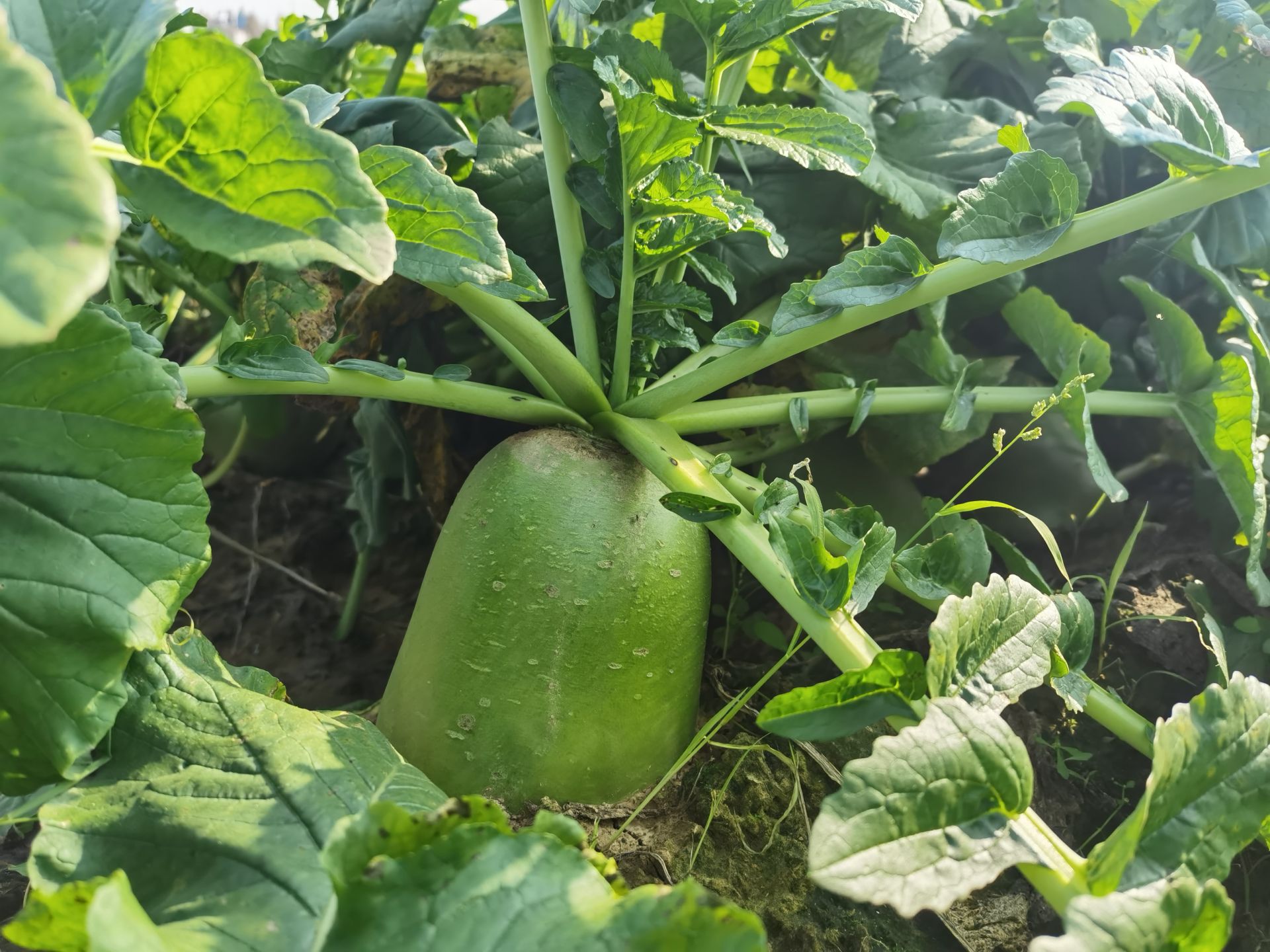 萝卜客户端应用萝卜客户端怎么下载-第2张图片-太平洋在线下载